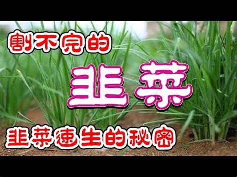 快速種韭菜